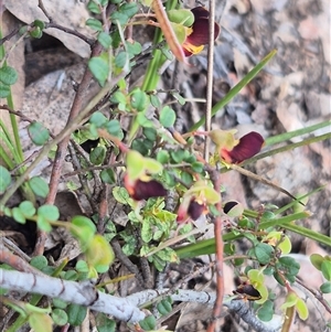 Bossiaea buxifolia (Matted Bossiaea) at Captains Flat, NSW by clarehoneydove