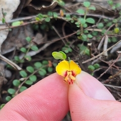 Bossiaea buxifolia at Captains Flat, NSW - 13 Dec 2024 05:24 PM