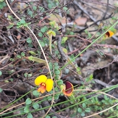 Bossiaea buxifolia at Captains Flat, NSW - 13 Dec 2024 05:24 PM