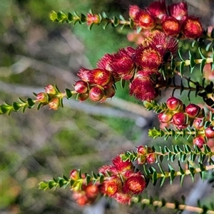 Unidentified Other Shrub at Kalbarri National Park, WA by HelenCross