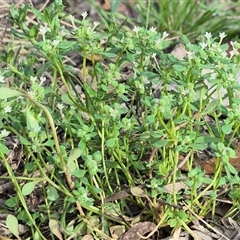 Poranthera microphylla (Small Poranthera) at Captains Flat, NSW - 13 Dec 2024 by clarehoneydove