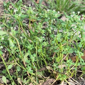 Poranthera microphylla at Captains Flat, NSW - 13 Dec 2024 05:17 PM