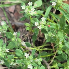 Poranthera microphylla at Captains Flat, NSW - 13 Dec 2024 05:17 PM