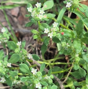 Poranthera microphylla at Captains Flat, NSW - 13 Dec 2024