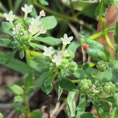 Poranthera microphylla at Captains Flat, NSW - 13 Dec 2024