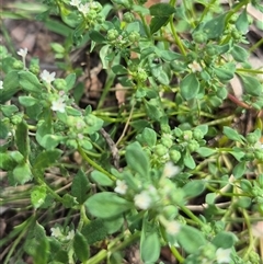 Poranthera microphylla at Captains Flat, NSW - 13 Dec 2024 05:17 PM