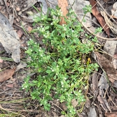 Poranthera microphylla at Captains Flat, NSW - 13 Dec 2024 05:17 PM