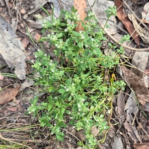 Poranthera microphylla at Captains Flat, NSW - 13 Dec 2024 05:17 PM