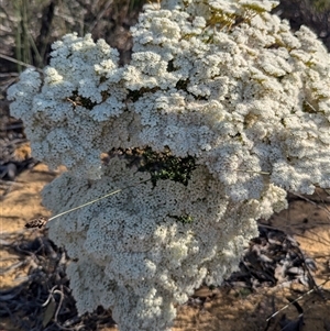 Unidentified Other Shrub at Kalbarri National Park, WA by HelenCross