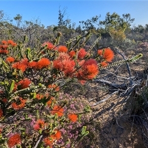 Unidentified Other Shrub at Kalbarri National Park, WA by HelenCross