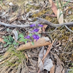 Ajuga australis (Austral Bugle) at Captains Flat, NSW - 13 Dec 2024 by clarehoneydove