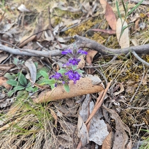 Ajuga australis at Captains Flat, NSW - 13 Dec 2024 05:37 PM