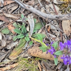 Ajuga australis at Captains Flat, NSW - 13 Dec 2024 05:37 PM