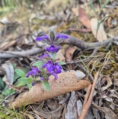 Ajuga australis at Captains Flat, NSW - 13 Dec 2024 05:37 PM