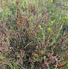 Dillwynia sericea (Egg And Bacon Peas) at Captains Flat, NSW - 13 Dec 2024 by clarehoneydove