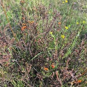 Dillwynia sericea at Captains Flat, NSW - 13 Dec 2024