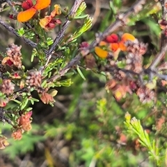 Dillwynia sericea at Captains Flat, NSW - 13 Dec 2024