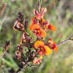 Dillwynia sericea at Captains Flat, NSW - 13 Dec 2024