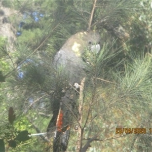 Calyptorhynchus lathami lathami at Penrose, NSW - suppressed