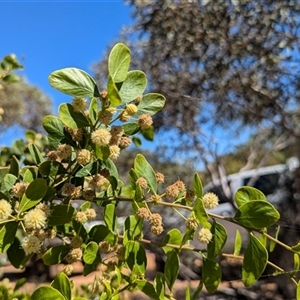 Unidentified Wattle at Kalbarri National Park, WA by HelenCross