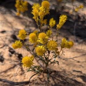 Unidentified Daisy at Kalbarri National Park, WA by HelenCross