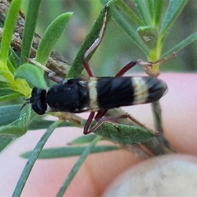 Unidentified Wasp (Hymenoptera, Apocrita) at Bungendore, NSW - 11 Dec 2024 by clarehoneydove