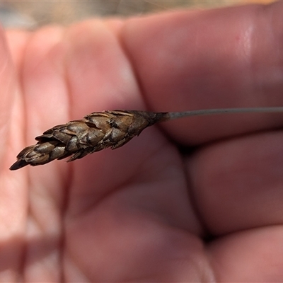 Unidentified Rush, Sedge or Mat Rush at Kalbarri National Park, WA - 22 Oct 2024 by HelenCross