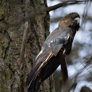 Calyptorhynchus lathami lathami at Wingello, NSW - suppressed