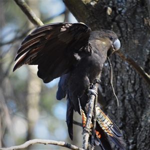 Calyptorhynchus lathami lathami at Wingello, NSW - suppressed