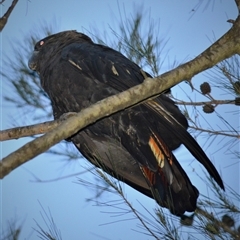 Calyptorhynchus lathami lathami at Wingello, NSW - suppressed