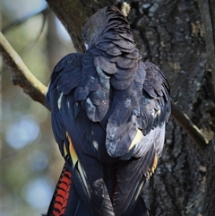 Calyptorhynchus lathami lathami at Wingello, NSW - suppressed