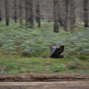 Calyptorhynchus lathami lathami at Wingello, NSW - suppressed