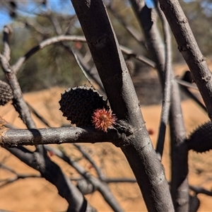 Unidentified Other Tree at Kalbarri National Park, WA by HelenCross