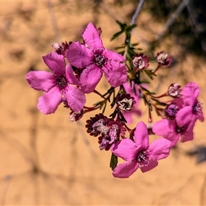 Unidentified Other Shrub at Kalbarri National Park, WA by HelenCross