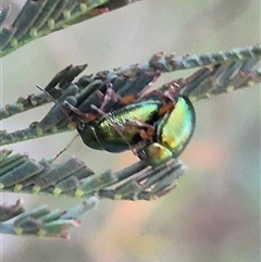 Unidentified Leaf beetle (Chrysomelidae) at Bungendore, NSW - 11 Dec 2024 by clarehoneydove