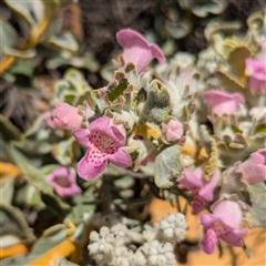 Unidentified Other Shrub at Kalbarri National Park, WA - 23 Oct 2024 by HelenCross