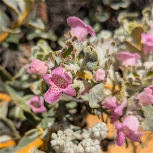 Unidentified Other Shrub at Kalbarri National Park, WA by HelenCross