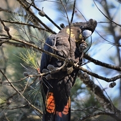 Calyptorhynchus lathami lathami (Glossy Black-Cockatoo) at Wingello, NSW - 16 Sep 2020 by GITM1