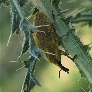 Larinus latus at Grabben Gullen, NSW by clarehoneydove