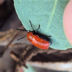 Aporocera (Aporocera) haematodes (A case bearing leaf beetle) at Bungendore, NSW - 9 Dec 2024 by clarehoneydove