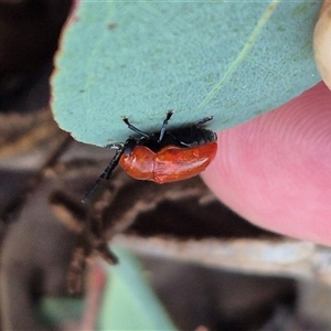 Aporocera (Aporocera) haematodes at Bungendore, NSW - 9 Dec 2024