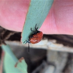 Aporocera (Aporocera) haematodes at Bungendore, NSW - 9 Dec 2024