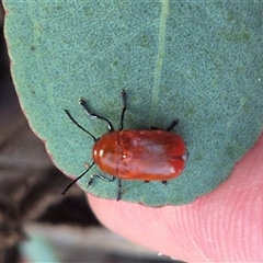 Aporocera (Aporocera) haematodes at Bungendore, NSW - 9 Dec 2024