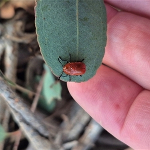 Aporocera (Aporocera) haematodes at Bungendore, NSW - 9 Dec 2024