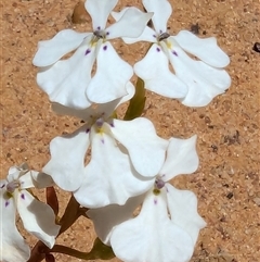 Unidentified Other Wildflower or Herb at Kalbarri National Park, WA - 23 Oct 2024 by HelenCross