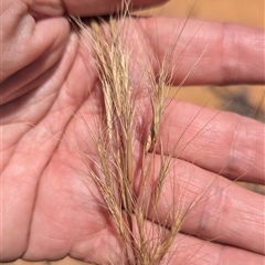 Unidentified Grass at Kalbarri National Park, WA - 23 Oct 2024 by HelenCross