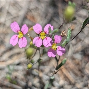 Unidentified Other Wildflower or Herb at Kalbarri National Park, WA by HelenCross