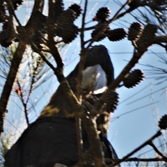 Calyptorhynchus lathami lathami (Glossy Black-Cockatoo) at Wingello, NSW - 14 Sep 2020 by GITM1