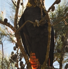 Calyptorhynchus lathami lathami at Wingello, NSW - 14 Sep 2020