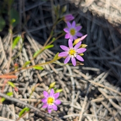 Unidentified Other Wildflower or Herb at Kalbarri National Park, WA - 23 Oct 2024 by HelenCross